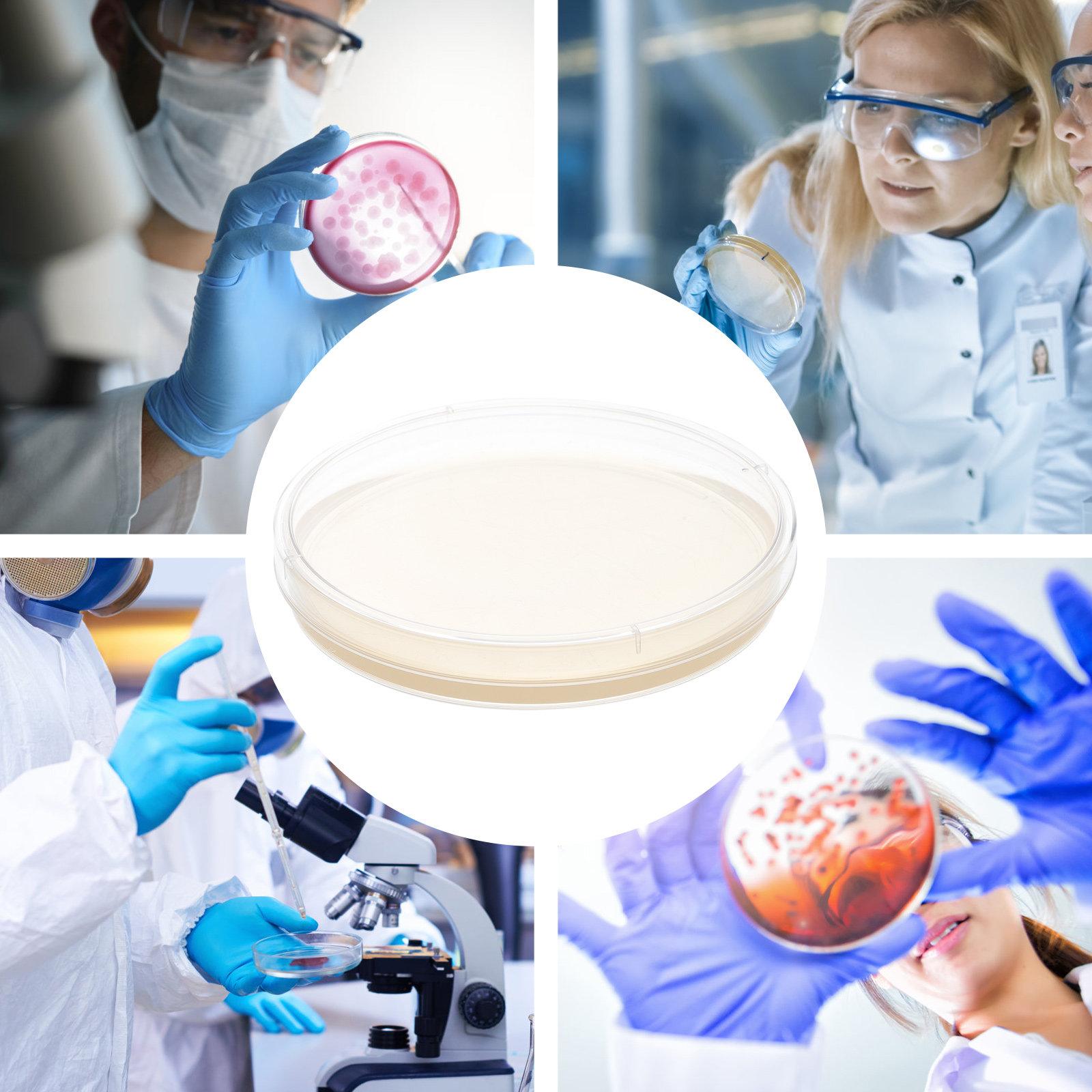10pcs Nutrient Agar Plates Pre - Agar Tissue Culture recensione e prezzo