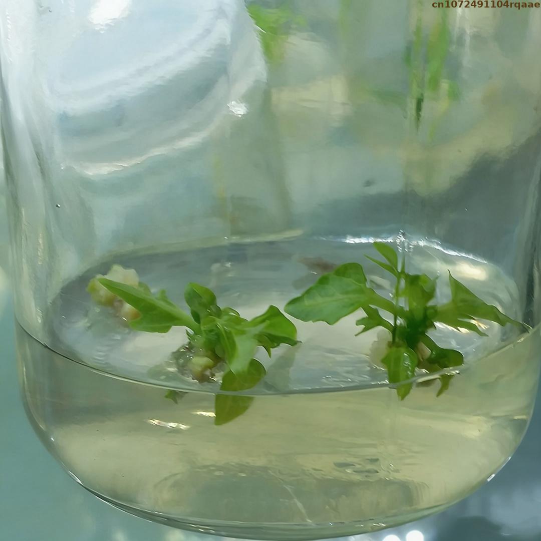 Premium Plant Tissue Culture A - Agar Tissue Culture recensione e prezzo