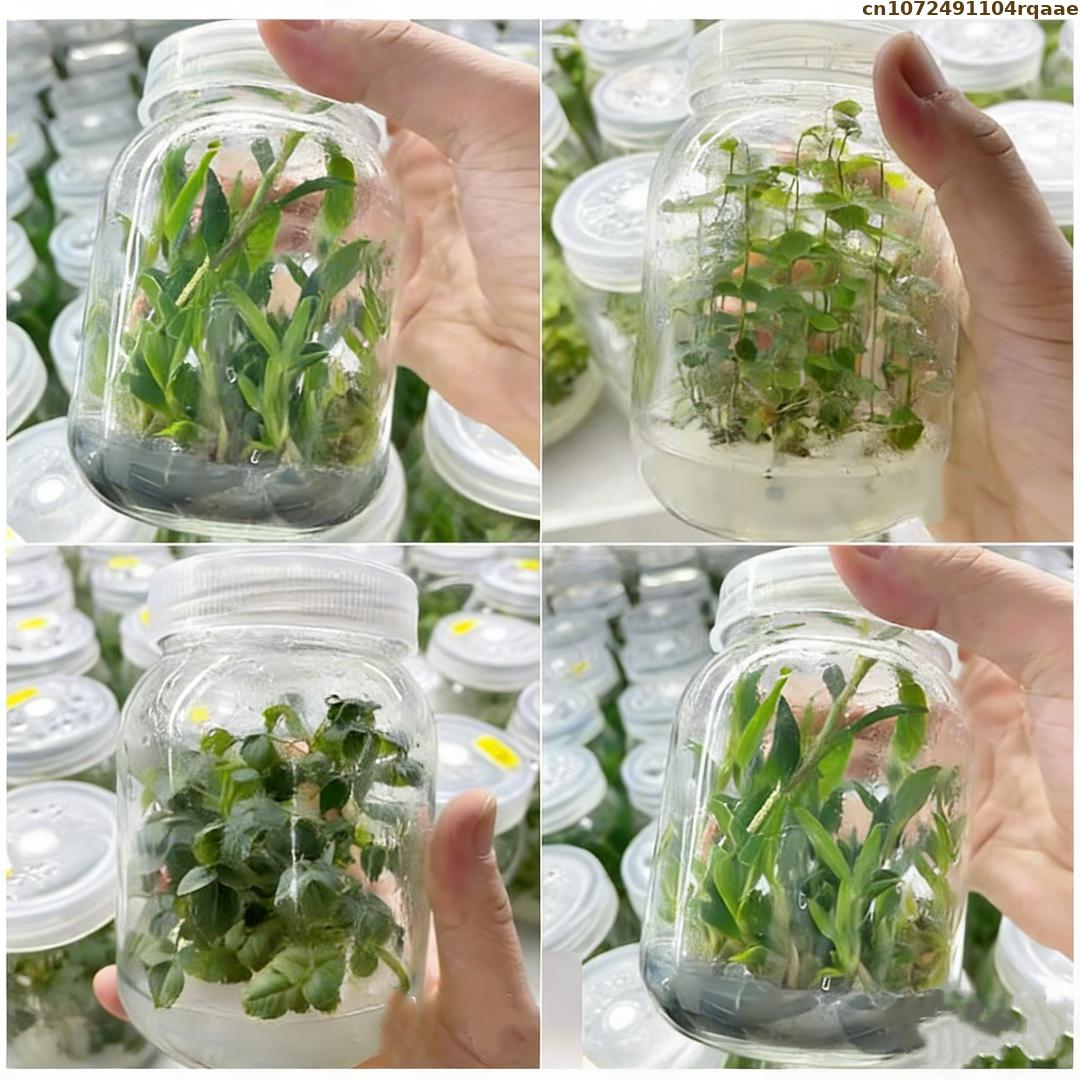 Premium Plant Tissue Culture A - Agar Tissue Culture recensione e prezzo