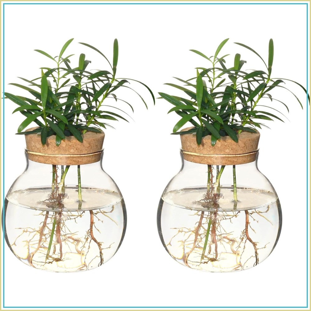 Hydroponic Plant Propagation S - Propagation Station Vase recensione e prezzo