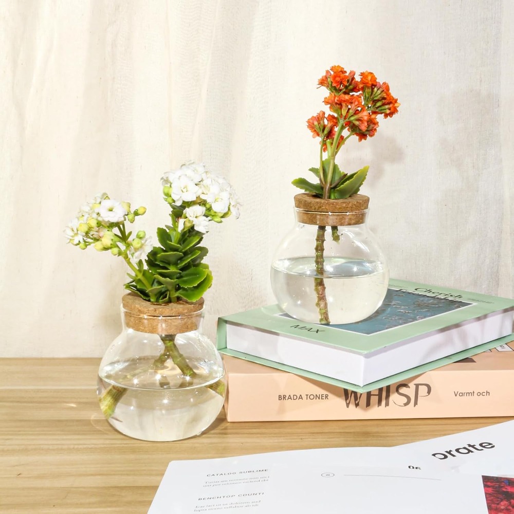 Hydroponic Plant Propagation S - Propagation Station Vase recensione e prezzo