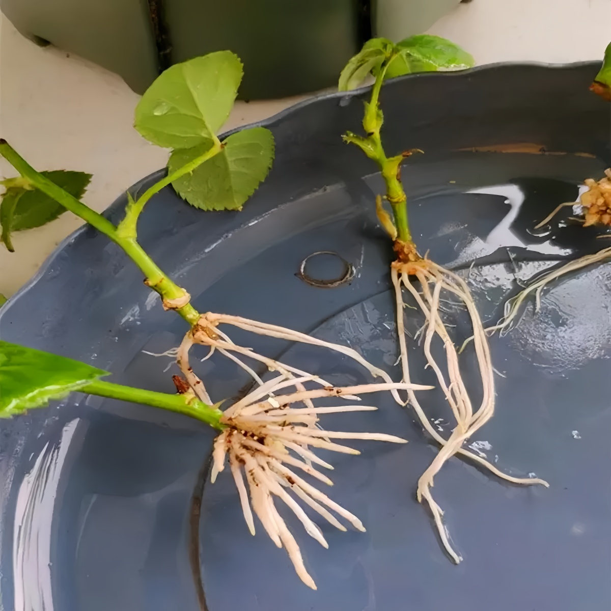 3-indoleacetic Acid IAA Auxina - Rooting Hormone Powder recensione e prezzo