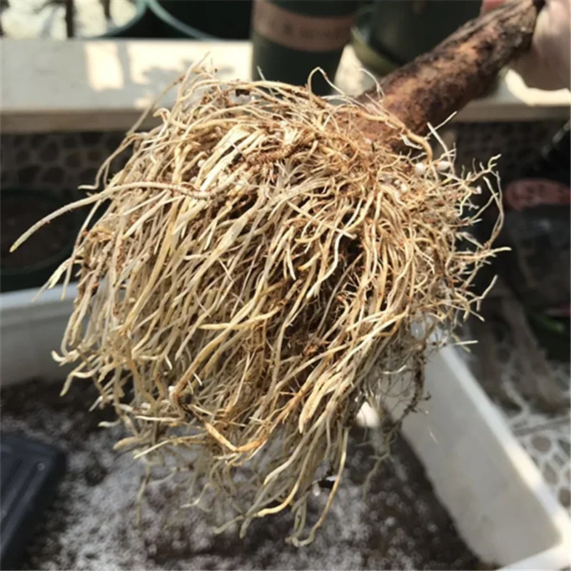 10g Quickly Rooting Powder Hor - Rooting Hormone Powder recensione e prezzo