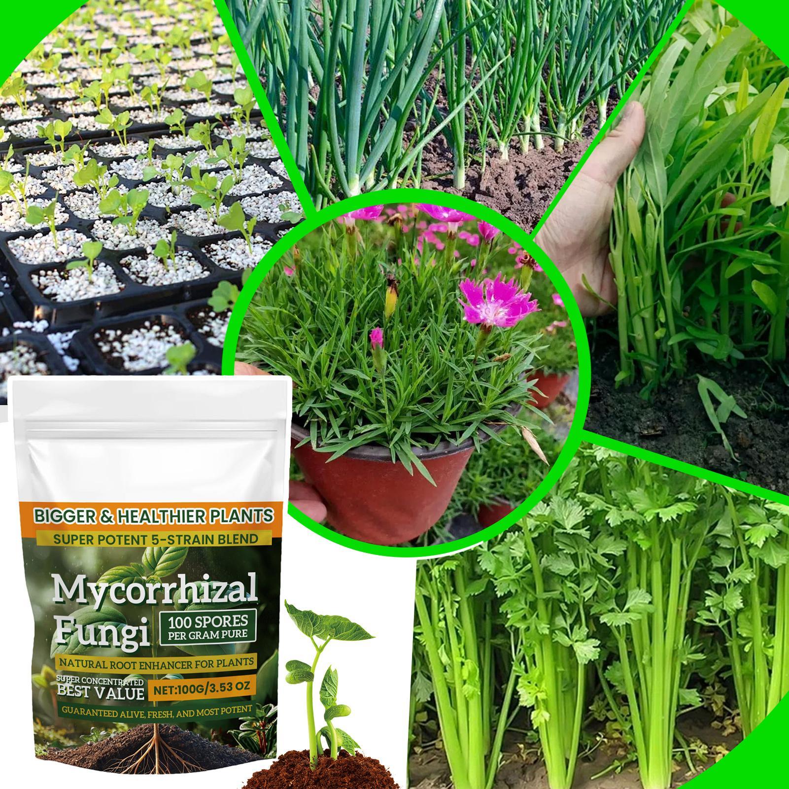 Plant Growth Enhancer Powder 1 - Rooting Hormone Powder recensione e prezzo